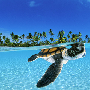 A baby green sea turtle in French Polynesian waters, by underwater photography specialist David Doubilet.